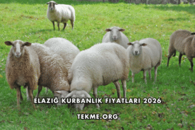 Elazığ Kurbanlık Fiyatları 2026