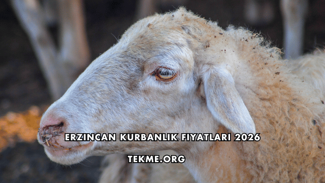 Erzincan Kurbanlık Fiyatları 2026