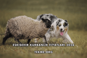 Eskişehir Kurbanlık Fiyatları 2026