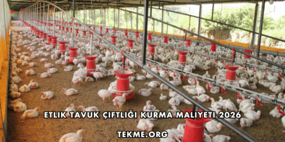 Etlik Tavuk Çiftliği Kurma Maliyeti 2026
