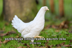 Gezen Tavuk Çiftliği Kurma Maliyeti 2026