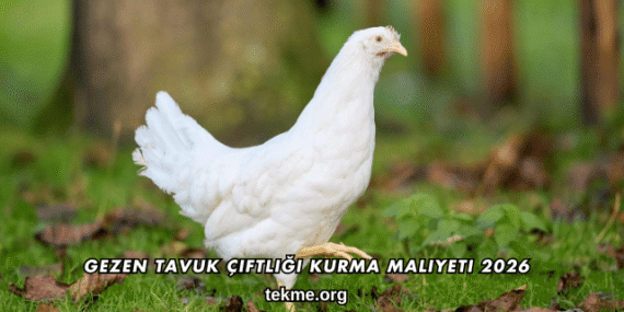 Gezen Tavuk Çiftliği Kurma Maliyeti 2026