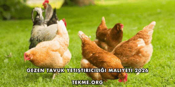 Gezen Tavuk Yetiştiriciliği Maliyeti 2026