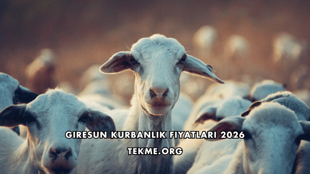 Giresun Kurbanlık Fiyatları 2026
