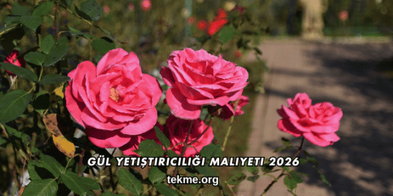 Gül Yetiştiriciliği Maliyeti 2026