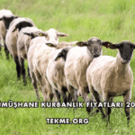 Gümüşhane Kurbanlık Fiyatları 2026