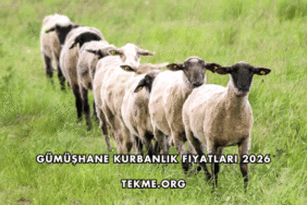 Gümüşhane Kurbanlık Fiyatları 2026