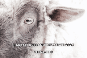 Hakkari Kurbanlık Fiyatları 2026