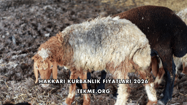 Hakkari Kurbanlık Fiyatları 2026