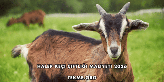 Halep Keçi Çiftliği Maliyeti 2026