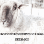 Hatay Kurbanlık Fiyatları 2026