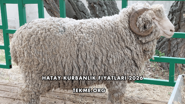 Hatay Kurbanlık Fiyatları 2026