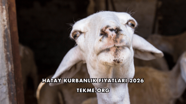 Hatay Kurbanlık Fiyatları 2026