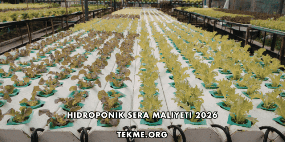 Hidroponik Sera Maliyeti 2026