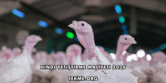 Hindi Yetiştirme Maliyeti 2026