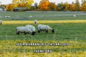 Iğdır Kurbanlık Fiyatları 2026
