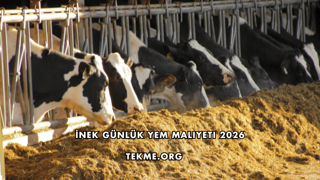 İnek Günlük Yem Maliyeti 2026