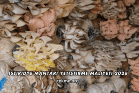 İstiridye Mantarı Yetiştirme Maliyeti 2026