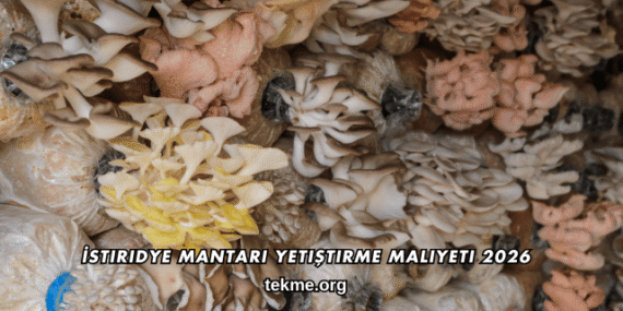 İstiridye Mantarı Yetiştirme Maliyeti 2026