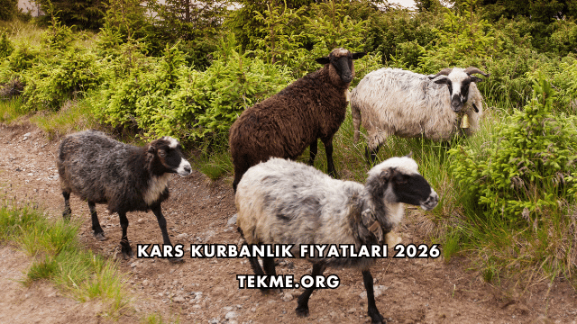 Kars Kurbanlık Fiyatları 2026