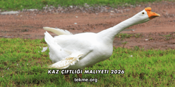 Kaz Çiftliği Maliyeti 2026