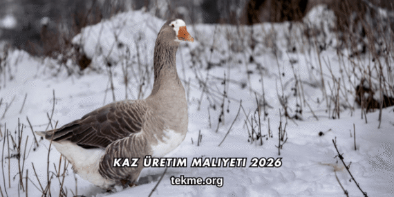 Kaz Üretim Maliyeti 2026