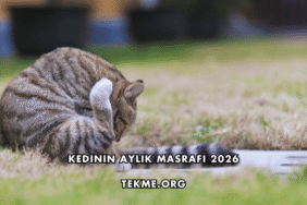 Kedinin Aylık Masrafı 2026