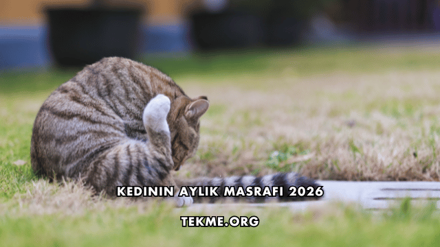 Kedinin Aylık Masrafı 2026