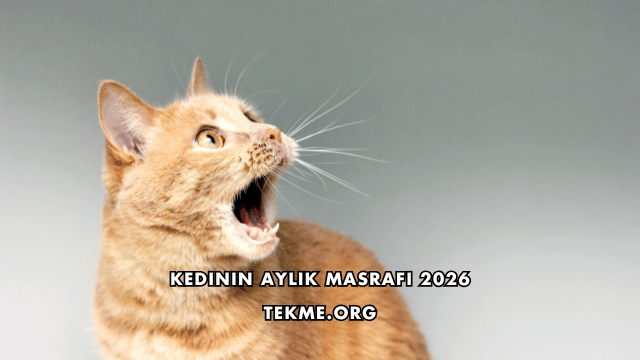 Kedinin Aylık Masrafı 2026