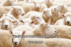 Kilis Kurbanlık Fiyatları 2026