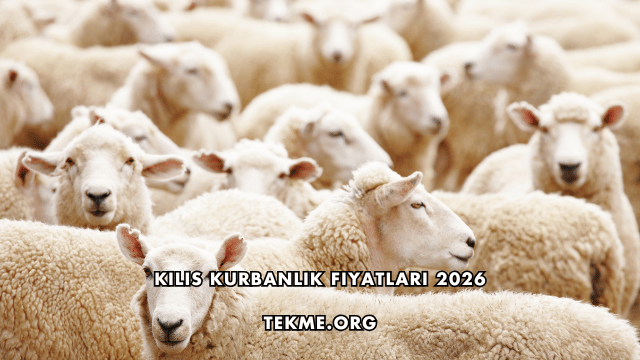 Kilis Kurbanlık Fiyatları 2026