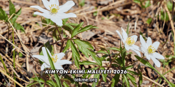 Kimyon Ekimi Maliyeti 2026