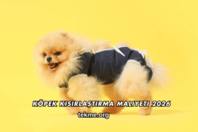 Köpek Kısırlaştırma Maliyeti 2026