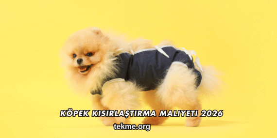 Köpek Kısırlaştırma Maliyeti 2026