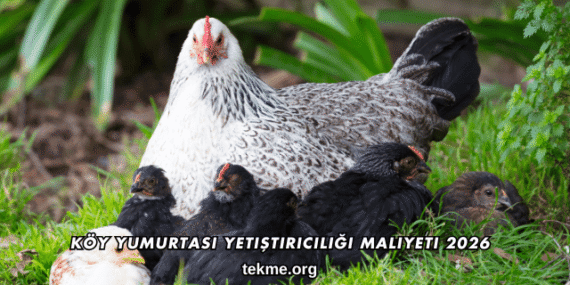Köy Yumurtası Yetiştiriciliği Maliyeti 2026