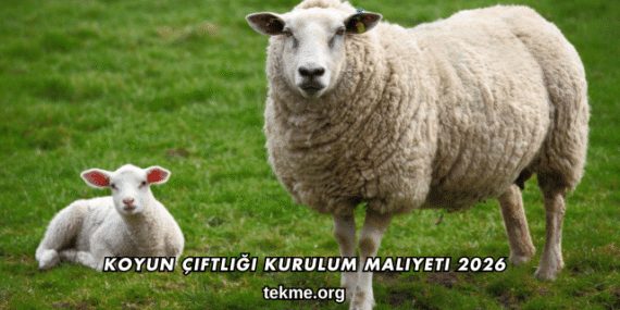 Koyun Çiftliği Kurulum Maliyeti 2026