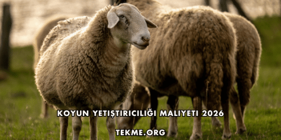 Koyun Yetiştiriciliği Maliyeti 2026