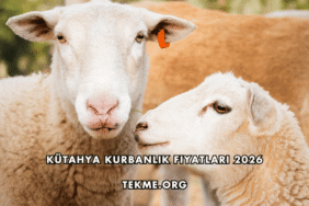 Kütahya Kurbanlık Fiyatları 2026