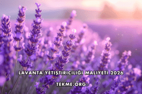 Lavanta Yetiştiriciliği Maliyeti 2026
