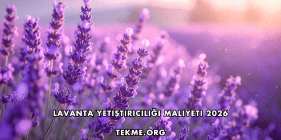 Lavanta Yetiştiriciliği Maliyeti 2026