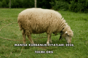 Manisa Kurbanlık Fiyatları 2026