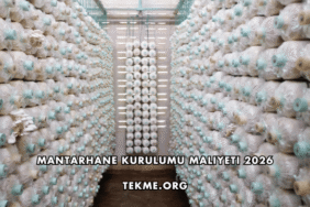 Mantarhane Kurulumu Maliyeti 2026
