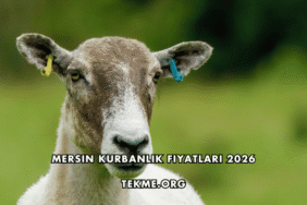 Mersin Kurbanlık Fiyatları 2026