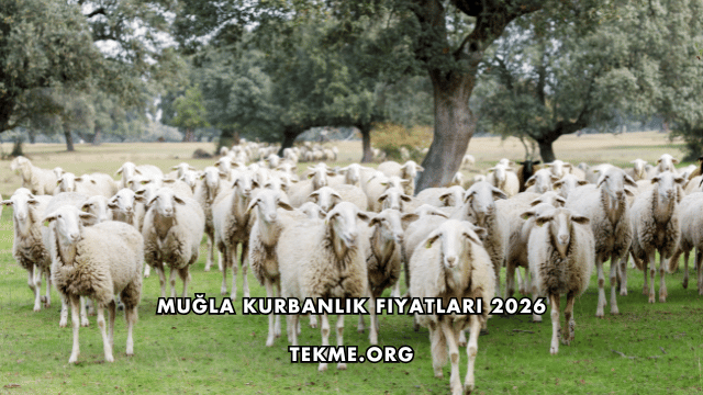 Muğla Kurbanlık Fiyatları 2026