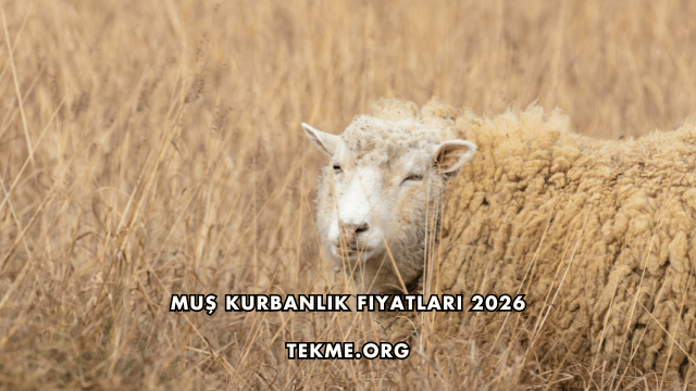 Muş Kurbanlık Fiyatları 2026