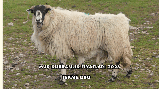 Muş Kurbanlık Fiyatları 2026