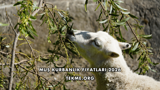Muş Kurbanlık Fiyatları 2026