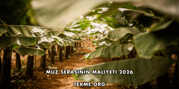 Muz Serasının Maliyeti 2026