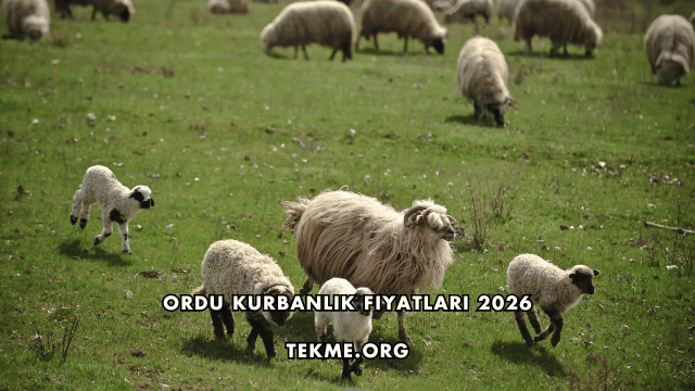Ordu Kurbanlık Fiyatları 2026