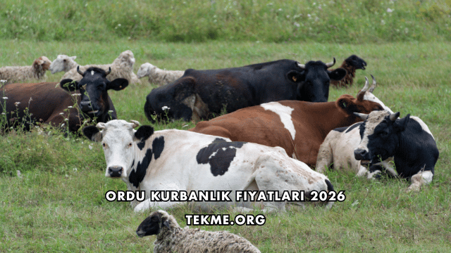 Ordu Kurbanlık Fiyatları 2026
